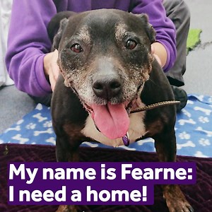 2.4K views · 111 reactions | Time for rollies!!!  Meet Fearne, the 12-year-old Staffie. She's such a calm, gentle and affectionate girl who builds very strong bonds with people and doesn't like being left on her own, preferring constant human company. Could she be the dog for you? Get to know her here https://mayh.ws/AdoptFearne | Mayhew | Facebook