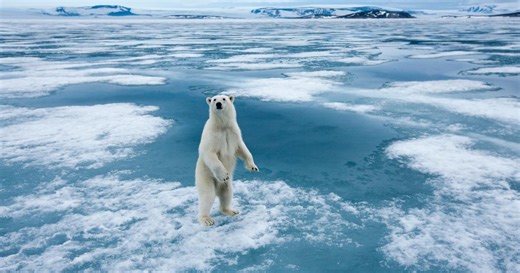 Les 5 animaux les plus grands au monde
