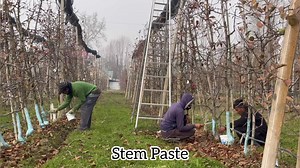 128K views · 3.1K reactions | Stem Paste - Benefits & Home Preparation. | The Garden Guardians | Facebook