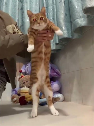 Jumping is not a sin.#A Zen practitioner walks#The cat is dancing#What does it mean#Orange