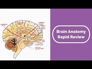 The Brain Rapid Review