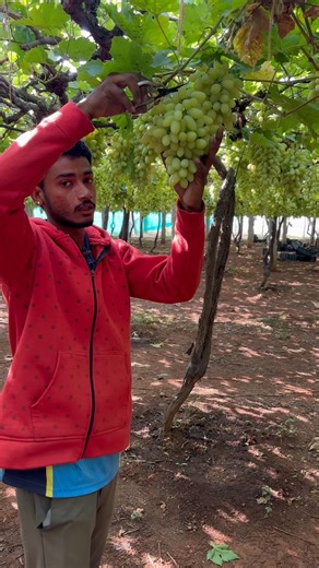 Easier and faster Grapes harvesting methods #organicfarming #farming #grapegarden #agriculture