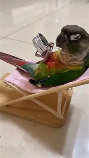 Just chilling and watching TV 😎 #funny #birds #funnyanimals #parrot #funnybirds #fypシ #pets #conure
