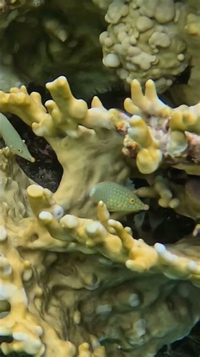 Longnose Filefish Pair Frolicking Among Coral 🐠🪸🔥