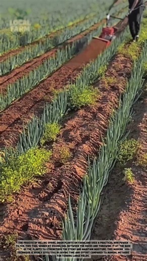 Revolutionizing Green Onion Farming: High-Speed Automatic Earthing-up Machine!