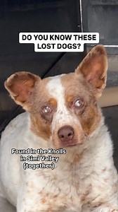 VENTURA COUNTY: Do you know these lost dogs? If these are your pets or you know their families… please, let us know how we can help them get home. We may be able to help with finances or even drive your animals back to you. We just want your pets home with you, their families, where they belong. 🫶 Please view all animals in our care at vcas.us/pets, and give us a call at (805) 388-4341 or visit the shelter at 600 Aviation Drive, Camarillo CA to discuss reclaiming your pets. Thank you. - VCAS | 