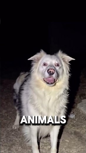 3 Animals With More Hearts