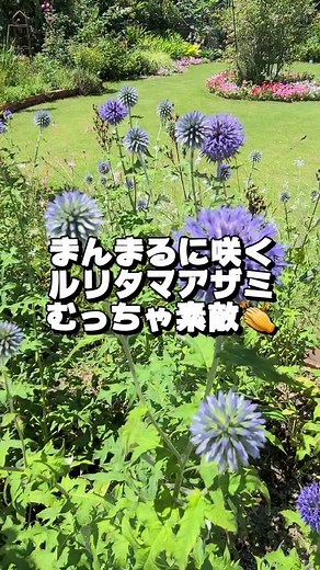 mappy@超手抜きの園芸DIY on Instagram: "ルリタマアザミってとても素敵な球状のお花を真夏に咲かせてくれる多年草。 とても強くて、種まきから簡単に育ちます。 何より、手間いらず、真夏に咲く、とても素敵なお花で、ドライフラワーにも簡単にできます。 コレは私のお気に入り。 ーーー ーーーーーーーー ★PWスーパーアンバサダー ★Yahooニュース記事園芸の話毎日書いています。 ★お花と芝生がある庭づくりをテーマに発信中 ★ガーデニング20年に及ぶ経験を分かりやすく発信しています➡ @mappysgarden 毎週末は質問コーナーあります😃 フォローいただけたらご質問可能な限りお答えします➡ @mappysgarden #ルリタマアザミ #エキノプス #多年草 #芝生の庭 #PWスーパーアンバサダー #ガーデニング #ガーデニング初心者 #園芸 #園芸初心者 #庭 #庭のある暮らし #庭のある生活 #庭の花 #ナチュラルガーデン #ガーデニング好きな人と繋がりたい #flower #garden"