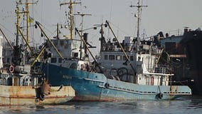 Commercial Fishing Vessels Docked at Harbor, Trawlers Ready for Seafood Harvest from Ocean. Maritime Industry, Nautical Stock Video - Video of economy, supply: 314420599