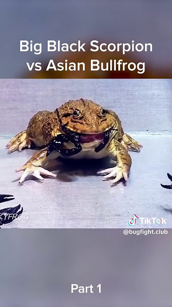 #insects Big Black Scorpion vs Asian Bullfrog #bug #frog #scorpion #fyp