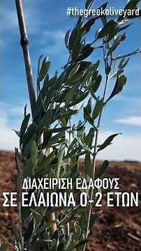 πώς διαχειρίζομαι το έδαφος σε νέο ξωτικό ελαιώνα 0-2 ετών #ελιες #ελαιοκομια #ελαιωνασ #farming