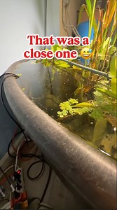 Almost overflowing my fish tank again, aquarium maintenance fail