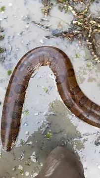￼yoinkin huge anacondas! #reptiles#wildlife#snake#nature#animals#colombia#shorts#adventure#anaconda