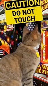 Happy 4th of July 😻🐾🧨🎇🔥🚀 #cat #cats #funnycat #fbcats #fbreels #catreels #instacat #catsofinstagram #beancat #badcat #catbehavior #tabbycat #naughtycat #kitten #fourthofjuly #fireworks | Bean.cat123