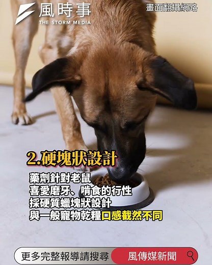 北市精準投藥強化防鼠成效 環保局：使用中央認可環境用藥 兼顧毛孩安全 #時事 #新聞 #老鼠 #台北市