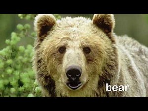 Remastered Bear Scene From Baby Dolittle - World Animals 2001