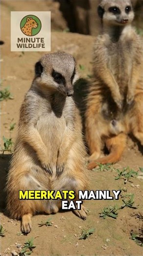 Meerkat Facts in 60 Seconds — Amazing Meerkat Behavior & Wildlife
