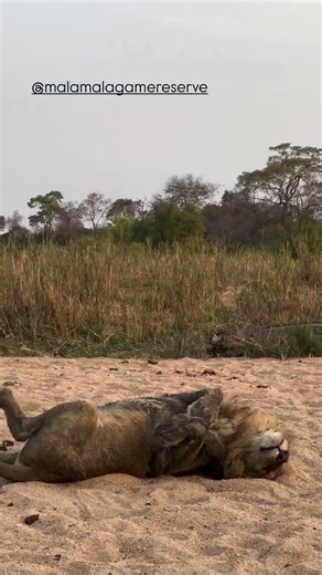 Today's Clay Lion #lion
