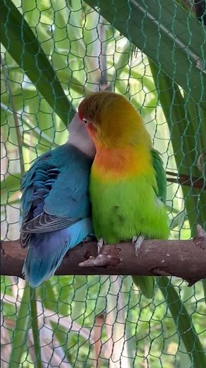 Colorful Lovebirds World 🥰💚#aviarylife#lovebirds#nature #birds