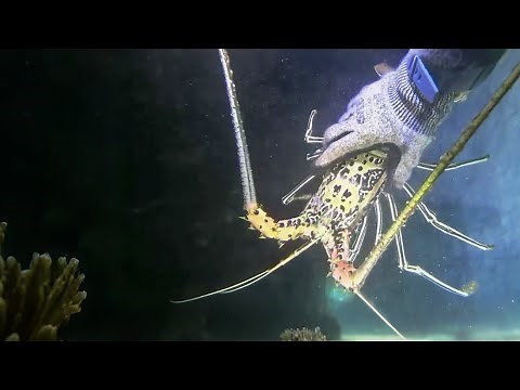 Catching Lobster & Seafood – Diving Vlog September 14