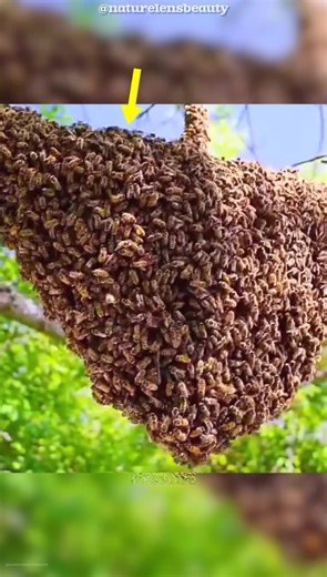 How Bees Find a New Home Fast! #shorts