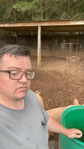 6.1K views · 69 reactions | Pigs are a natural garbage disposal and...