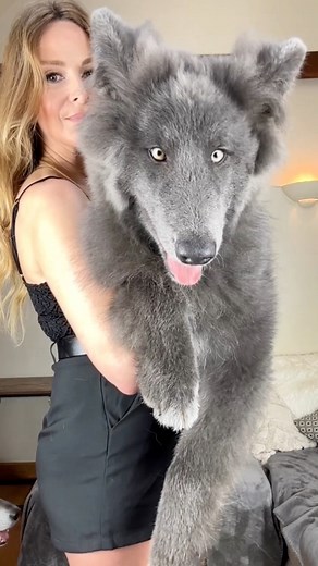 33M views · 834K reactions | She was big as a puppy, huge as a teenager.. how big will she get in 2024? She’ll grow a little more My Blue Wolf  #glowup #transformation #beforeandafter #wolf #bluewolfdog #puppylife | Anneka Svenska | Facebook