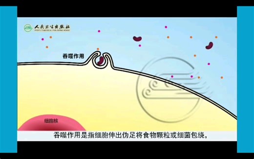 【细胞生物学】细胞的内吞作用