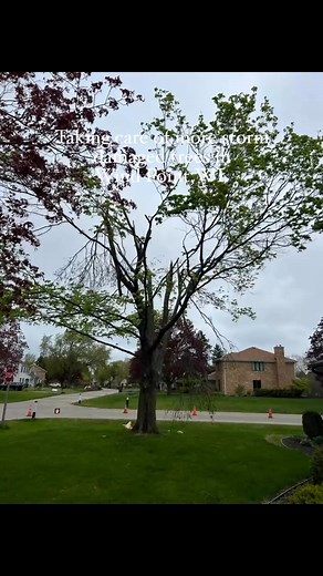 Cutting Edge Tree Service on Reels