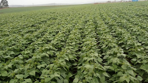 Feijoeiro-comum no Brasil: origem e o histórico do cultivo