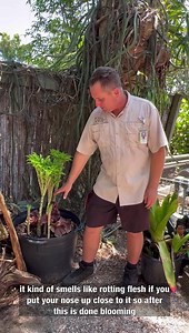The Elephant Foot Yam (Amorphophallus paeoniifolius) has blooms that can reach 4 feet high, but that’s small in height compared to its relative – the world’s tallest flower, the corpse flower or Titan arum (Amorphophallus titanum) which can reach heights over 10 feet. Check out the Elephant Foot Yam in the Lea Asian Garden. | Naples Botanical Garden