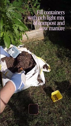 Propagating Desert Rose