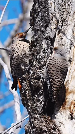 69 reactions | Northern Flickers. | Ken Anderson Photography | Facebook