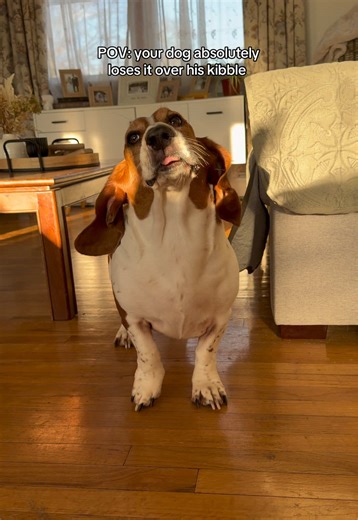 another day of doing his dancey dance #bassethound #dogsoftiktok #dogmom #dogtok #happydog