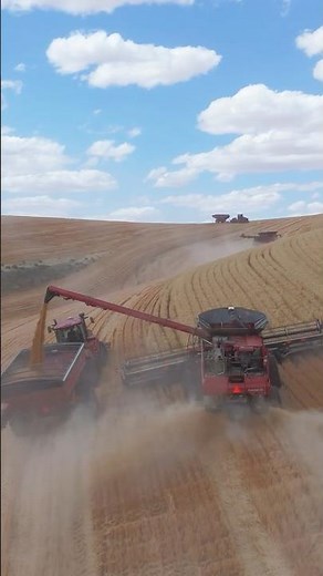 Hillside combine unloading on the go #farming #tractor #harvest