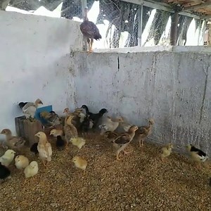 28 reactions | Não precisa de muita sofisticação . É entender os conceitos de isolamento e climatização que tudo dará certo. . Usando o tripé da proteção : #estrutura #manejo e #nutrição estará tudo garantido . . . #pintinhopesado #pintinhodegalinha | Sítio Sancaipi | Facebook