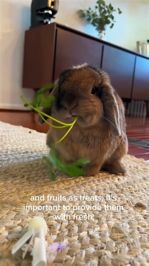 The Most Adorable Rabbits You’ve Ever Seen
