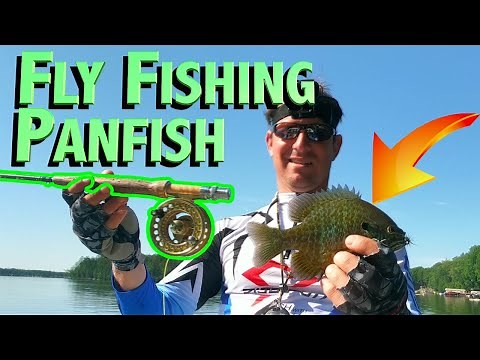 Fly Fishing Panfish | How to catch big bluegills on the Fly in Wisconsin | Tips & Techniques