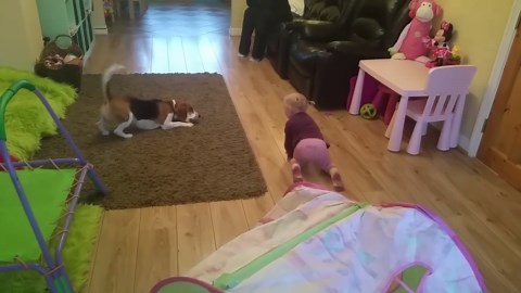 Beagle dog plays gently with baby
