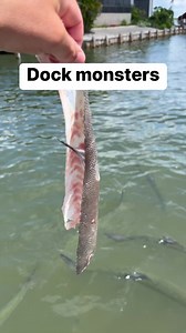 799K views · 3.9K reactions | Time to feed the dock monsters! #tarpon #fish #fishfeeding #fishing #dockfishing | Landshark Outdoors | Facebook