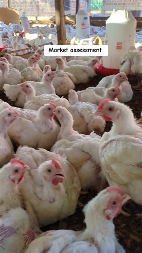 market for broilers How to Conduct a Market Assessment for Broilers in Uganda Identify Target Consumers: Determine if the focus is on local, direct-to-consumer sales (farm gate), supplying restaurants/hotels, or targeting supermarkets. Analyze Demand and Competition: Visit local markets (e.g., Kalerwe, Nakawa, or local town markets) to observe competition and pricing, particularly in, but not limited to, the central region. Understand Consumer Preferences: Determine if buyers prefer live birds o