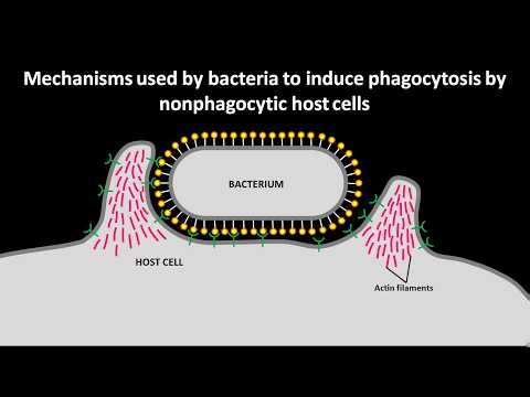 Zipper mechanism and trigger mechanism