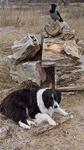 Crow and Border Collie Chilling Together 🐦‍⬛🐶