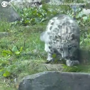 135K views | LOOKING AROUND: Ahava, a three-month-old snow leopard at Chicago's Brookfield Zoo, made her public debut on Thursday (9/10). She was born on May 22 and has spent the last few months bonding with mom. Ahava and her mom explored the outdoor enclosure. | CBS Newspath | Facebook