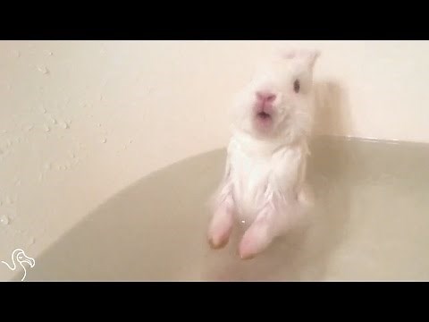 Bunny Baths Can be Deadly | The Dodo
