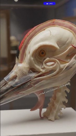 Why Woodpeckers Don’t Get Brain Damage