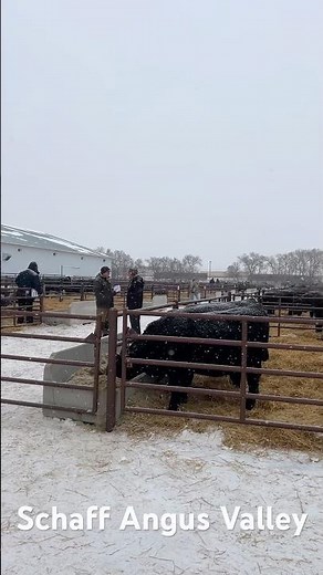 Schaff Angus Valley Open House Day 2025 #schaffangusvalley