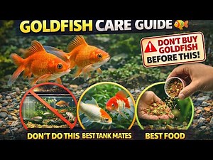 Goldfish Care Guide 🐟 | Tank Mates, Food& Beginner Mistakes to Avoid!