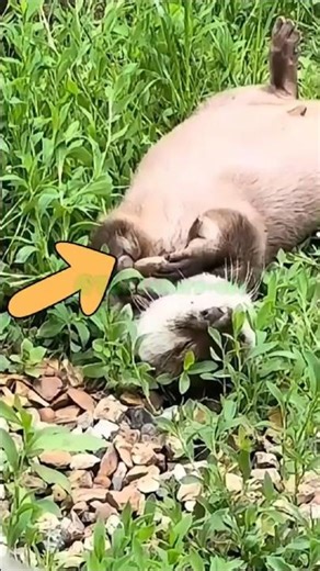 Why Sea Otters Always Carry a Rock 🪨🦦