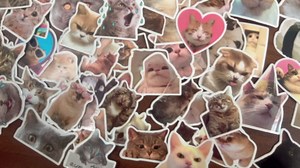 50Pcs Cat Meme Stickers - Funny Waterproof Stickers for Adults and Teens - Cute Cat Vinyl Decals